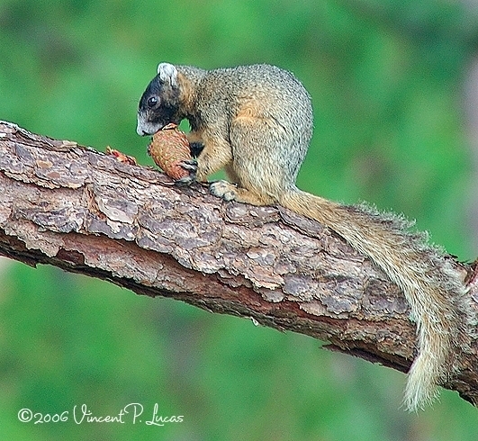 Sherman's fox squirrel