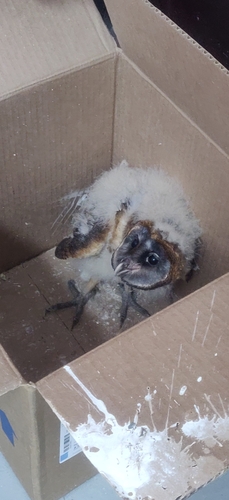 Ashy-faced Owl (Tyto glaucops)