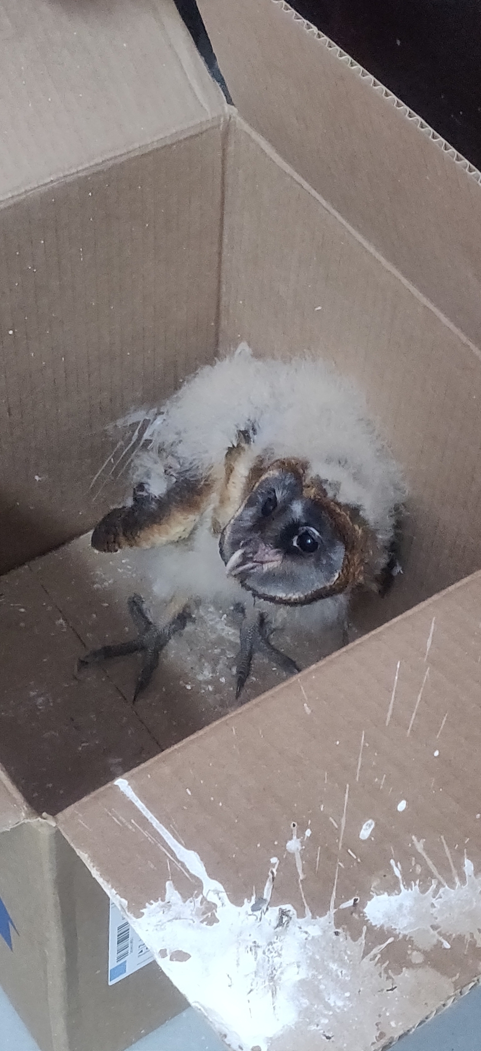Ashy-faced Owl (Tyto glaucops), photo 2