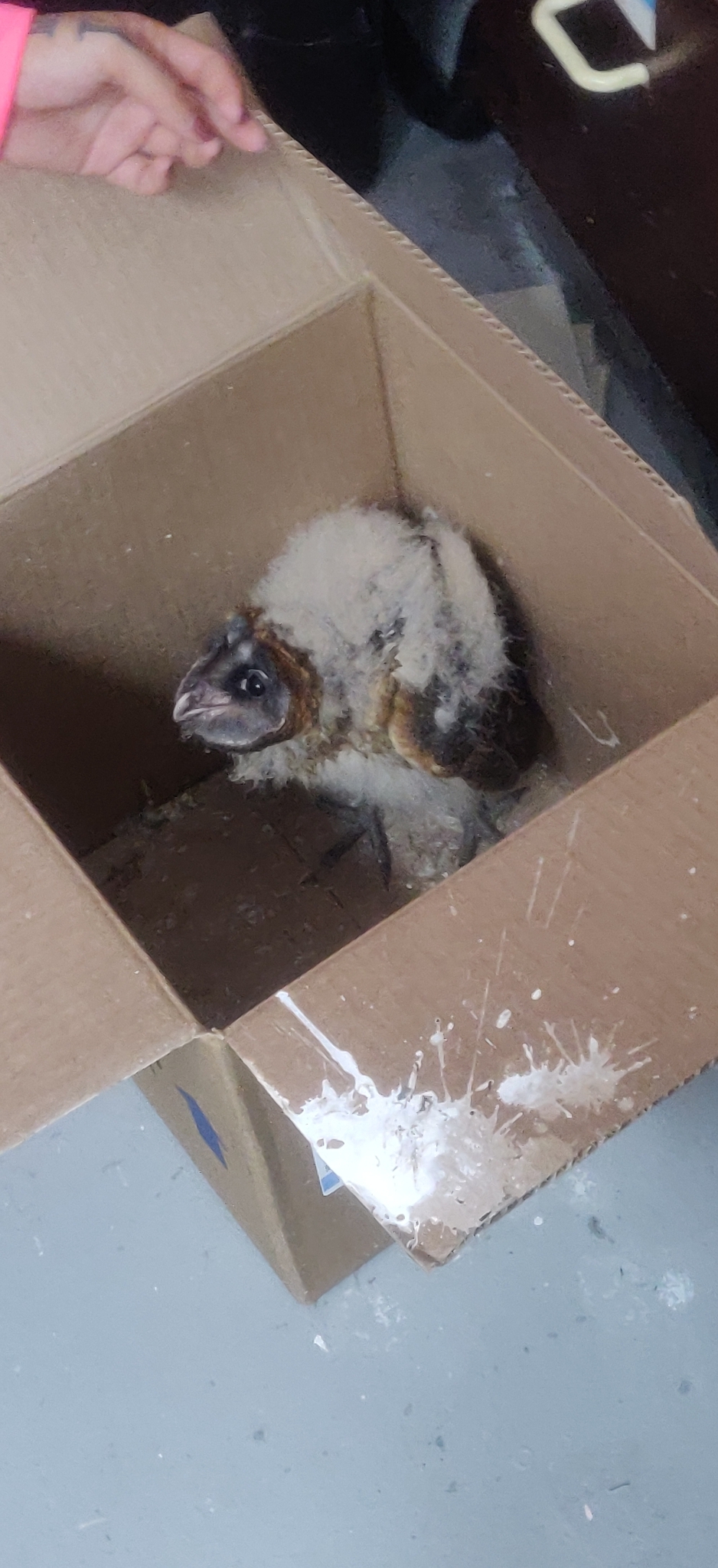 Ashy-faced Owl (Tyto glaucops), photo 3