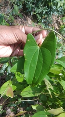 Smilax ovalifolia
