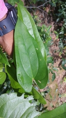 Smilax ovalifolia