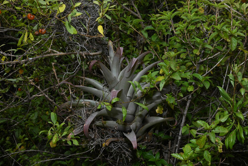 Tillandsia cauligera, photograph 4