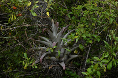 Tillandsia cauligera, photograph (c) Anders Hastings, some rights reserved (CC BY)
