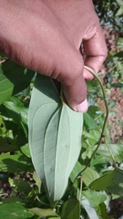 Smilax ovalifolia