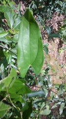 Smilax ovalifolia