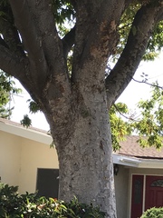 Zelkova