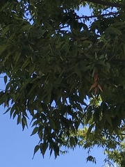 Zelkova