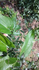 Smilax ovalifolia
