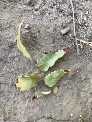 Zelkova