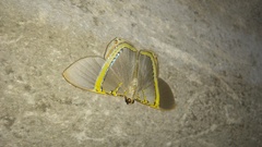 Phrygionis privignaria