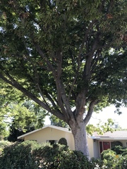 Zelkova
