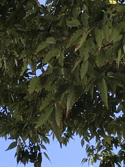 Zelkova