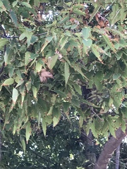 Zelkova