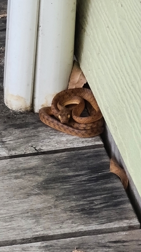Brown Tree Snake sighting