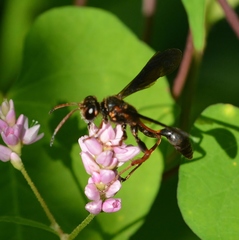 Isodontia exornata