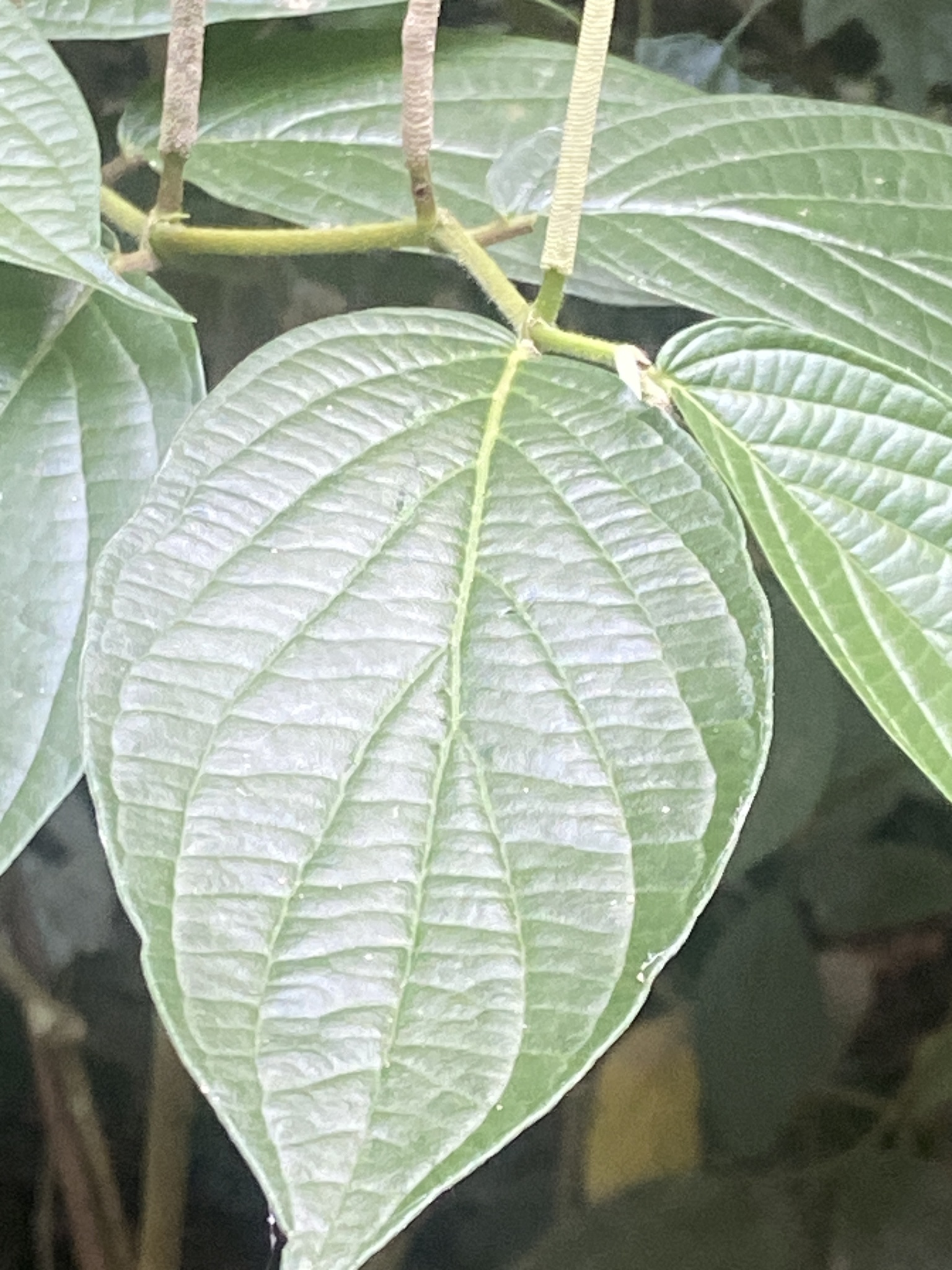 Imagem de Jaborandi-manso