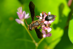 Isodontia exornata