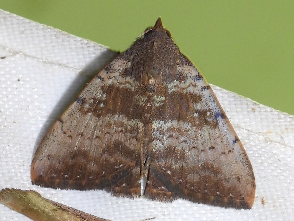 Scedopla umbrosa