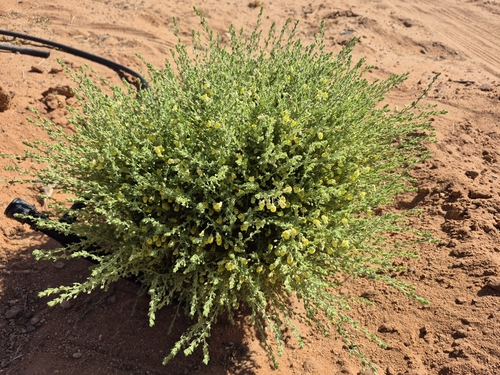 Image of Kickxia aegyptiaca by (c) Mahomed Desai, some rights reserved (CC BY)