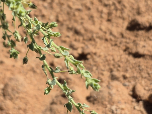 Image of Kickxia aegyptiaca by (c) Mahomed Desai, some rights reserved (CC BY)
