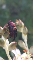 Macrosiagon octomaculata