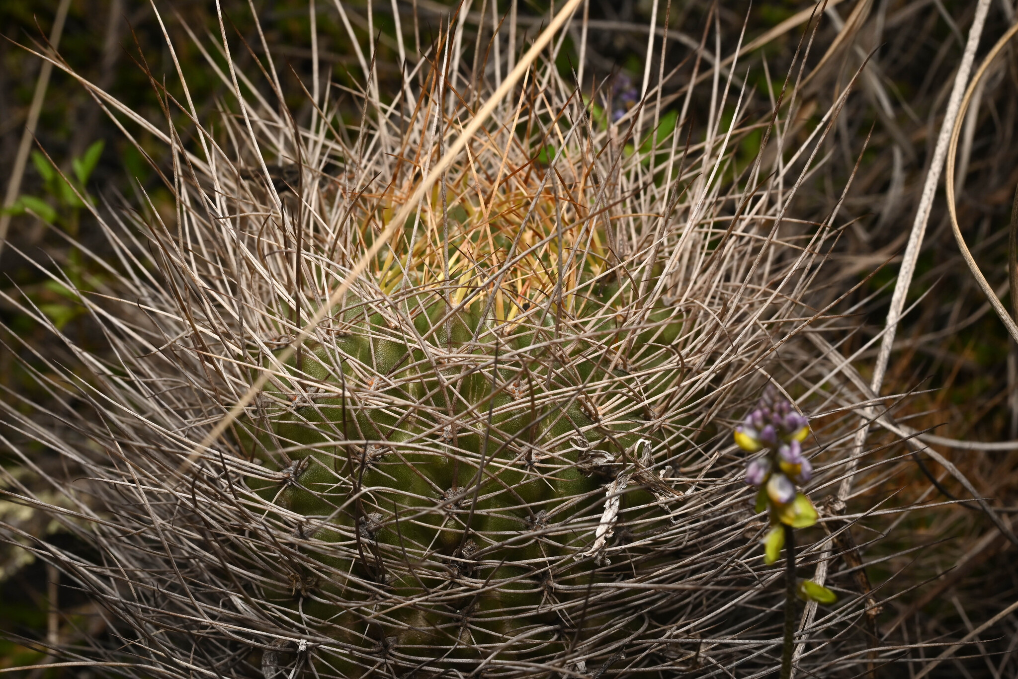Lobivia hertrichiana