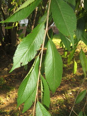 Prunus pendula
