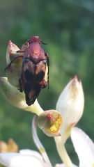 Macrosiagon octomaculata