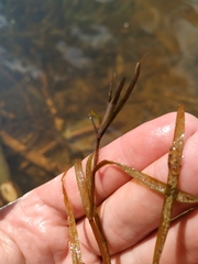 Potamogeton compressus