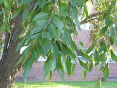 Prunus pendula