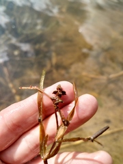 Potamogeton compressus