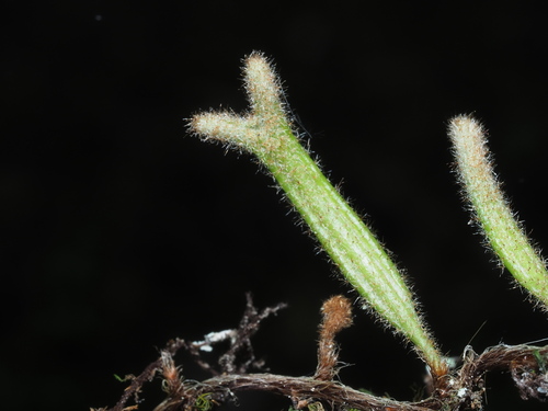 Pyrrosia angustissima iNat (1)