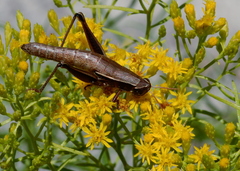 Aptenopedes sphenarioides