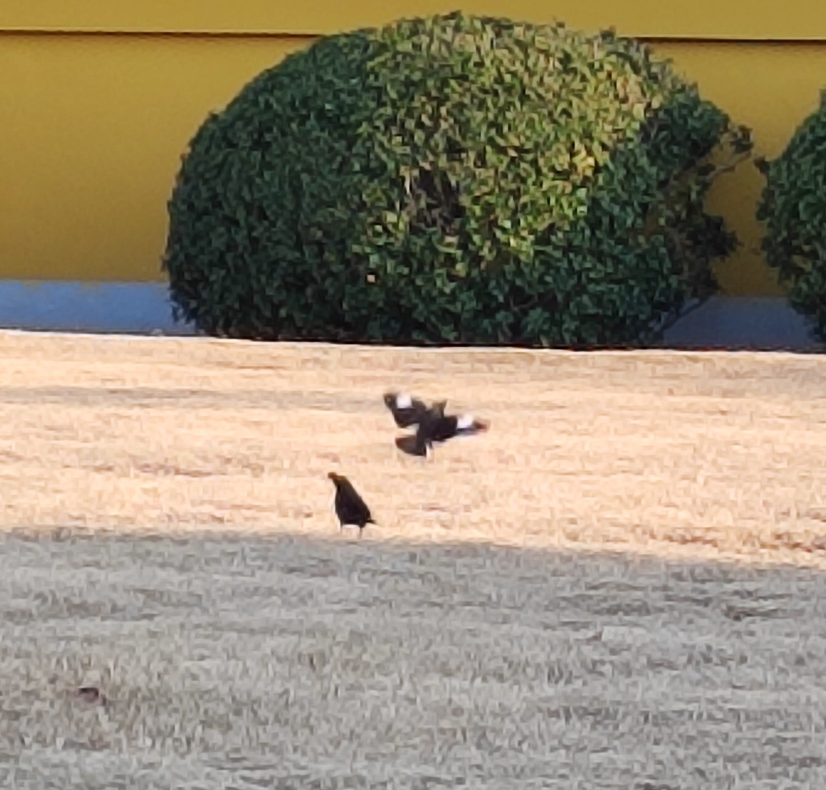 Crested Myna
