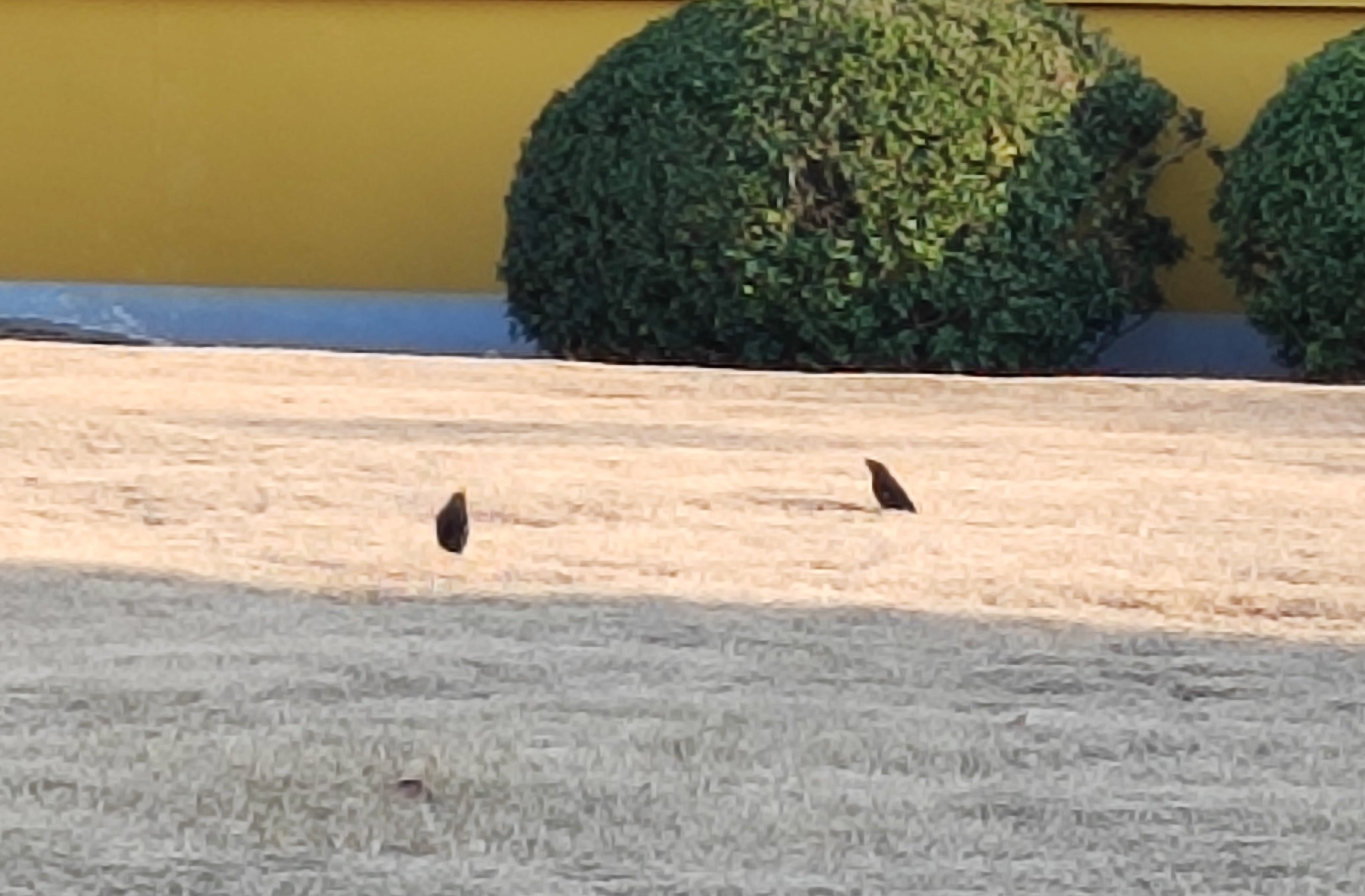 Crested Myna