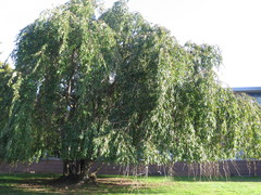 Prunus pendula