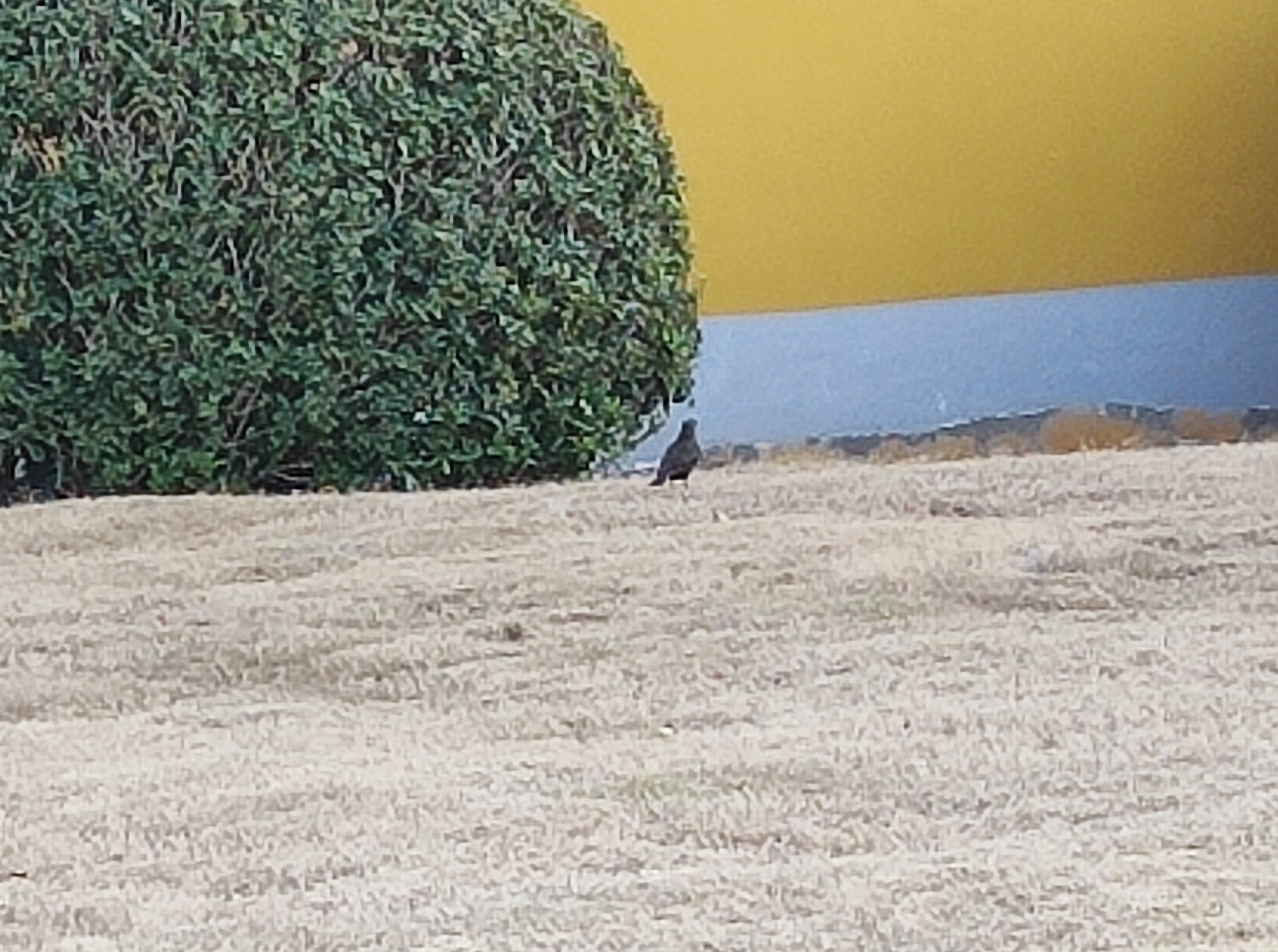 Crested Myna