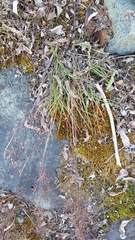 Poa alpina vivipara
