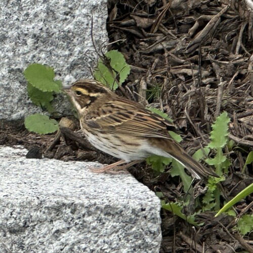 Yellow-browed Bunting, Lienkiang (Matsu Islands), Fujian, Taiwan, photo 9 of 10