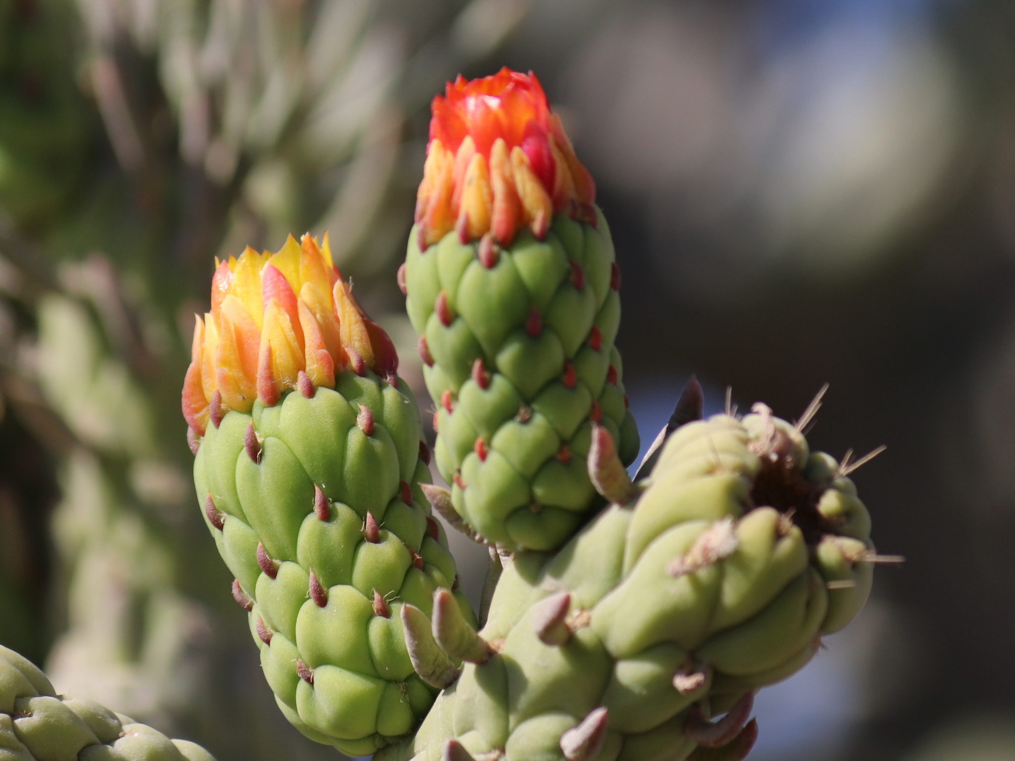 Imagem de Austrocylindropuntia cylindrica