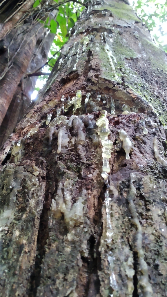 damar (Anthoshorea javanica)