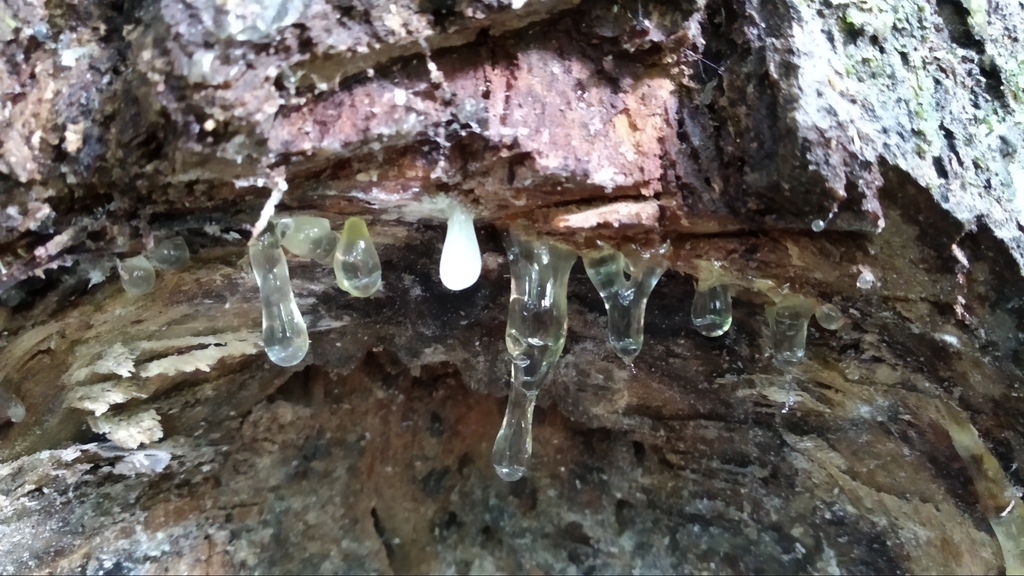 Anthoshorea javanica (Anthoshorea javanica)