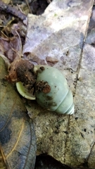 Amphidromus djajasasmitai