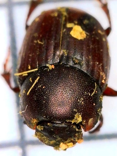 Onthophagus beiranus