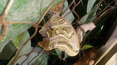 Eryphanis aesacus