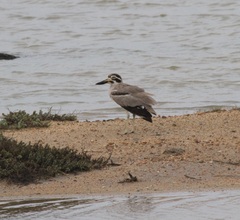 Esacus recurvirostris