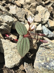 Claytonia obovata