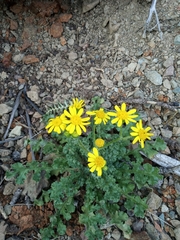 Senecio vernalis