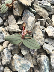 Claytonia obovata